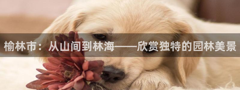 摩根娱乐宝可靠不