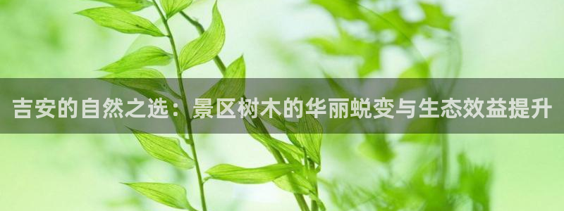 摩根大通收购娱乐公司：吉安的自然之选：景区树木的华丽蜕变与生态效益提升