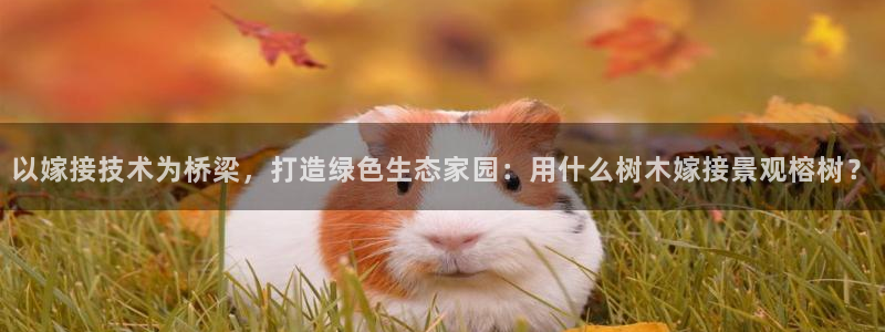 摩根娱乐文化有限公司