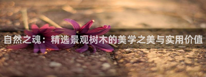 摩根娱乐这个平台怎么样