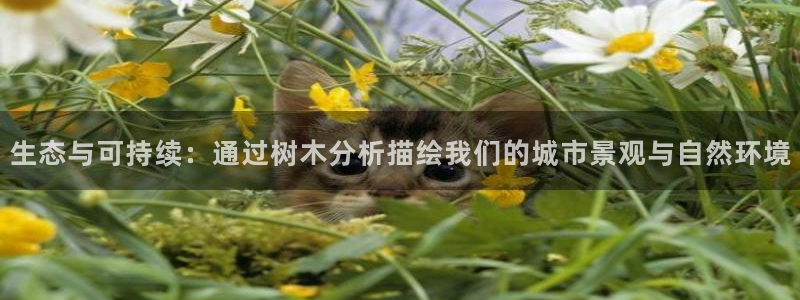 摩根娱乐文化有限公司