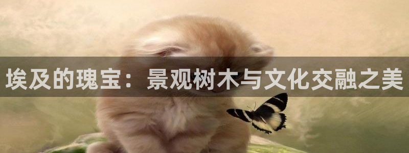 摩根娱乐宝是什么