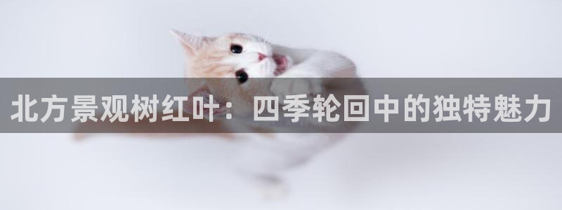 摩根娱乐总部在哪里