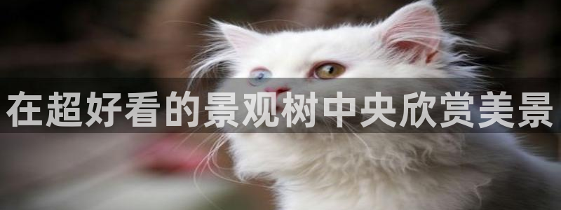 摩根娱乐宝平台：在超好看的景观树中央欣赏美景