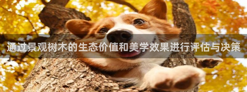 摩根娱乐创始人