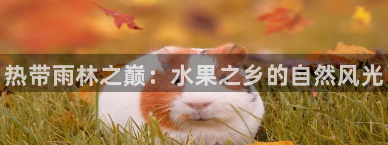 摩根娱乐是真的呀